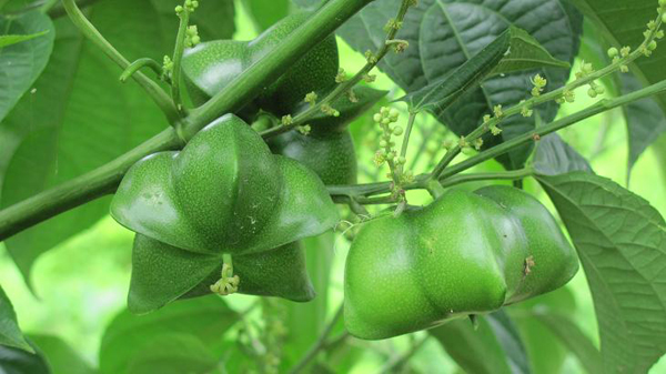 印加果油——来自亚玛逊的神奇植物